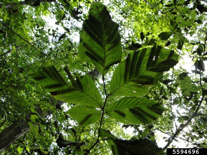 Beech leaf disease added to state invasive species watch list